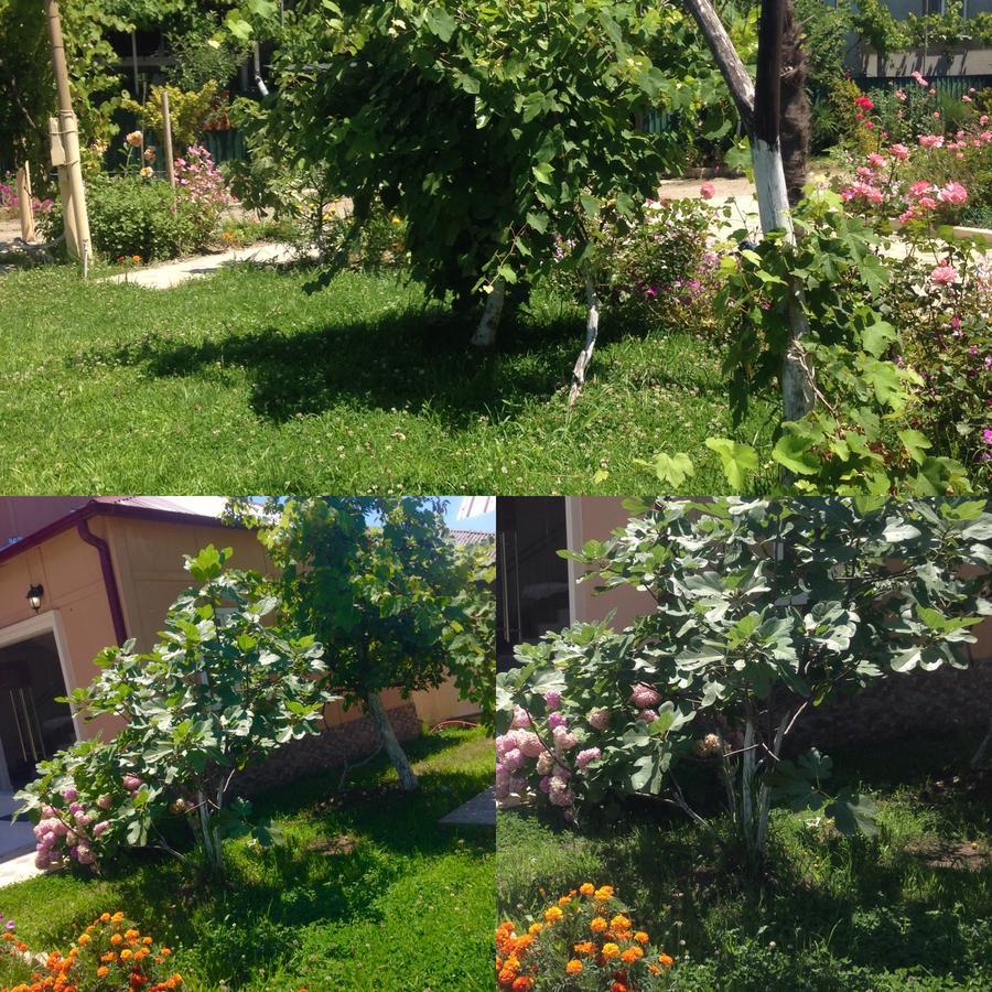 Inn Aхчыпсы Gagra Exterior foto